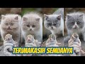 PERJALANAN HIDUP ANAK KUCING BRITISH