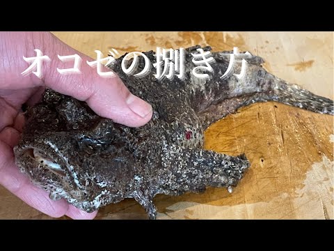 オコゼについて詳しく解説