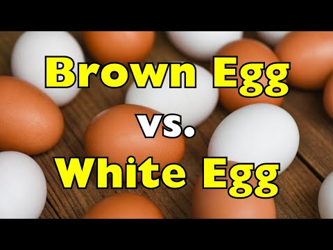 What’s the Real Difference Between Brown Eggs and White Eggs?
