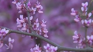 Why NYC allergy sufferers are feeling worse than usual this spring