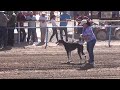 08 El Hippie vs el Troyano. Carrera Perro vs Caballo