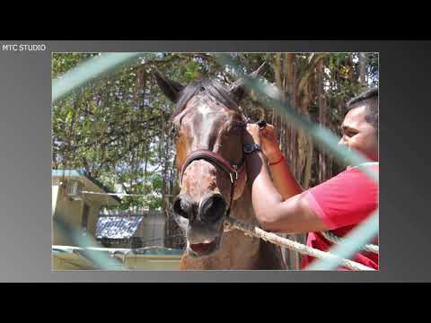 Photo Gallery - 33rd Meeting 2018 Season