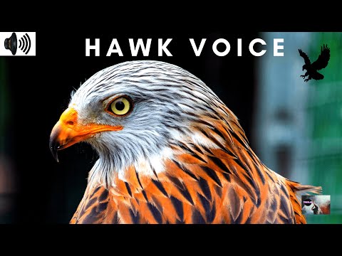 HAWK VOICE | CROWING | SCREECH | SQUEAL | BIRDS OF PREY | ACCIPITRIDAE | TRIZZLER |