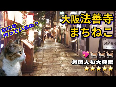 大阪みなみ🐱法善寺横丁でまちねこ達🐈と出会う！🐾😌