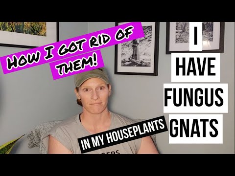 How to Get Rid of Fungus Gnats | Flies in Your Houseplants | Bugs in Your Houseplants