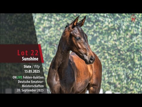 ONLIVE Fohlen-Auktion Lot 22 Sunshine Stute v. So Perfect - Finest