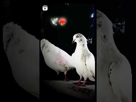 JOHTTA 🕊️🕊️❤️🕊️🕊️❤️❤️