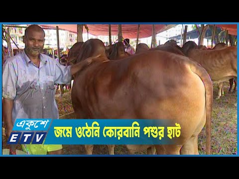 জমে ওঠেনি রাজধানীর কোরবানি পশুর হাট