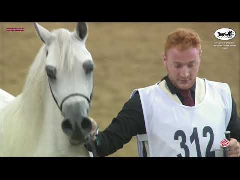 N 312 NAJLA UMM ALUDHAM   Qatar National Arabian Horse Championship 2021   Mares 4 6 Years Old Class