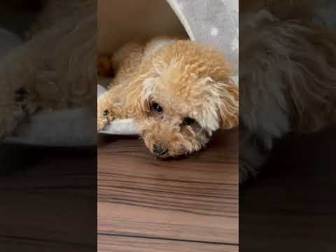 経営学科 ドームで眠るトイプードル14ヶ月 #toypoodle #トイプードル