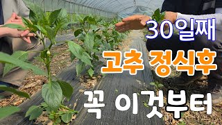 고추 정식 30일후 꼭해야 하는것? 곁순제거 언제 하면 좋을까? 1차추비.총채.엽면시비 전문가에게 들어 본다…