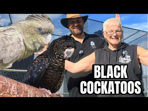 COCKATOO BREEDING at Sky Bird Aviaries ***part 1 (BLACK COCKATOOS)