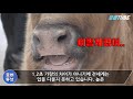 'https://youtu.be/OZo' 글에 포함된 동영상