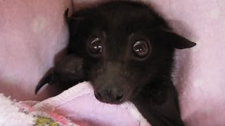 Bats Are Terrifying: Here's Proof