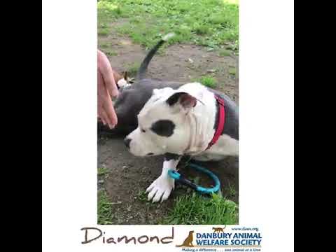 Diamond, an adopted English Bulldog Mix in Danbury, CT_image-1