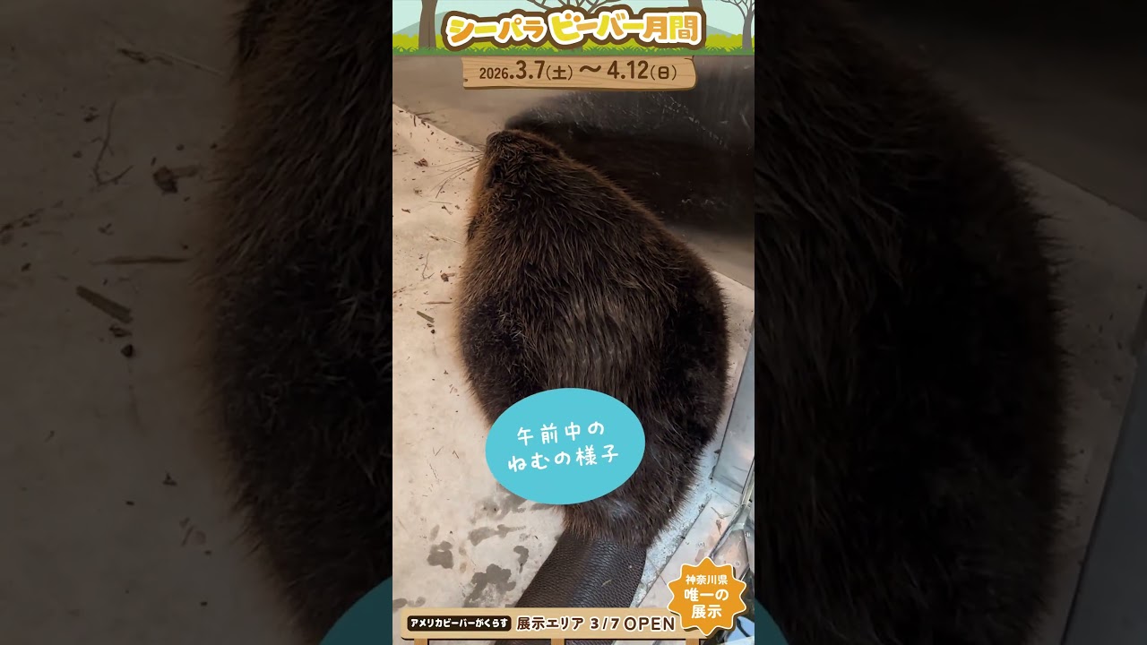 シーパラ ビーバーチャンネル～ねむ編②～#横浜八景島シーパラダイス #八景島 #シーパラ#アクアミュージアム #フォレストリウム#アメリカビーバー #ビーバー #シーパラビーバー月間