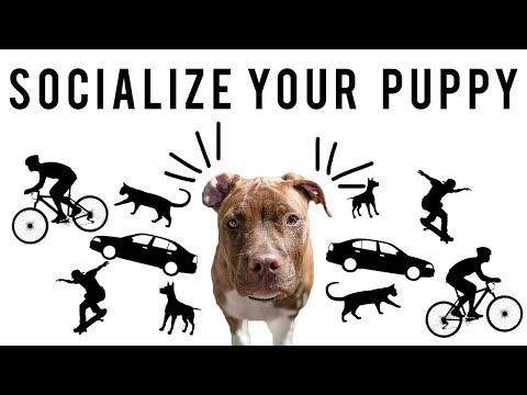 SOCIALIZE YOUR PUPPY | New York Bully Crew