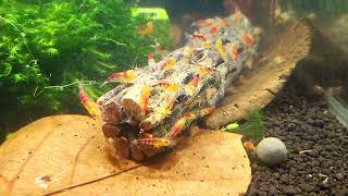 Cholla wood odřezky 100g