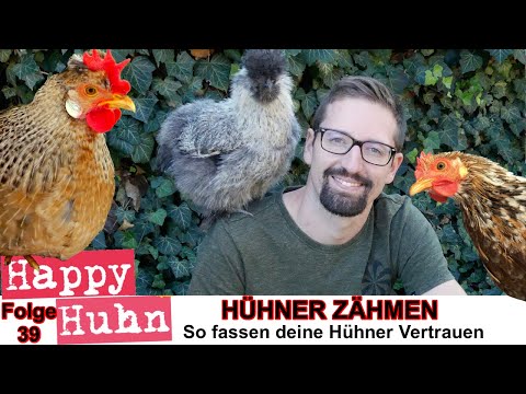 E39: Taming Chickens Tips and Tricks - HAPPY CHICKEN - how to make a chicken tame and trusting