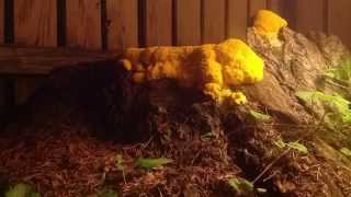 Backyard Slime mold Timelapse.