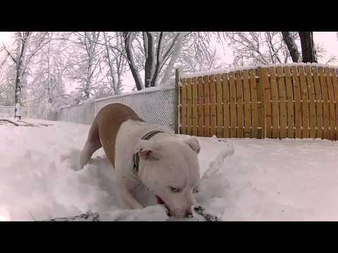Wallace the Pit Bull Enjoys a Historic Snowfall
