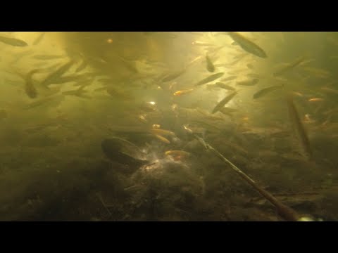 SE02EP064 - PANAMBANG sa NAG PAPASTOL na DALAG | Catch Clean Cook - San Pablo City, Laguna