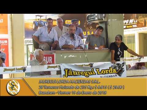 19-01-18 Venta de Machos Holando - Jauregui Lorda Haciendas S.R.L. - Brandsen