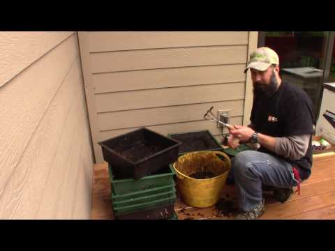 Worm Compost Bin Casting Harvest and Feeding