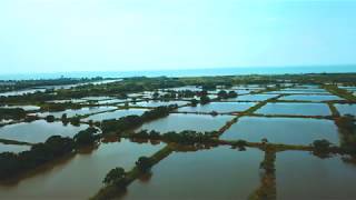 白鷺鷥的神秘基地
