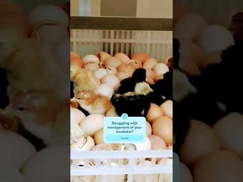 Broiler Chicken Farming broilerchicken poultryfarming chicken poultrymanagement