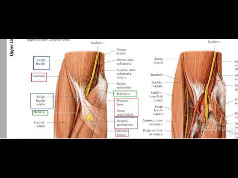Pronator teres relations 2