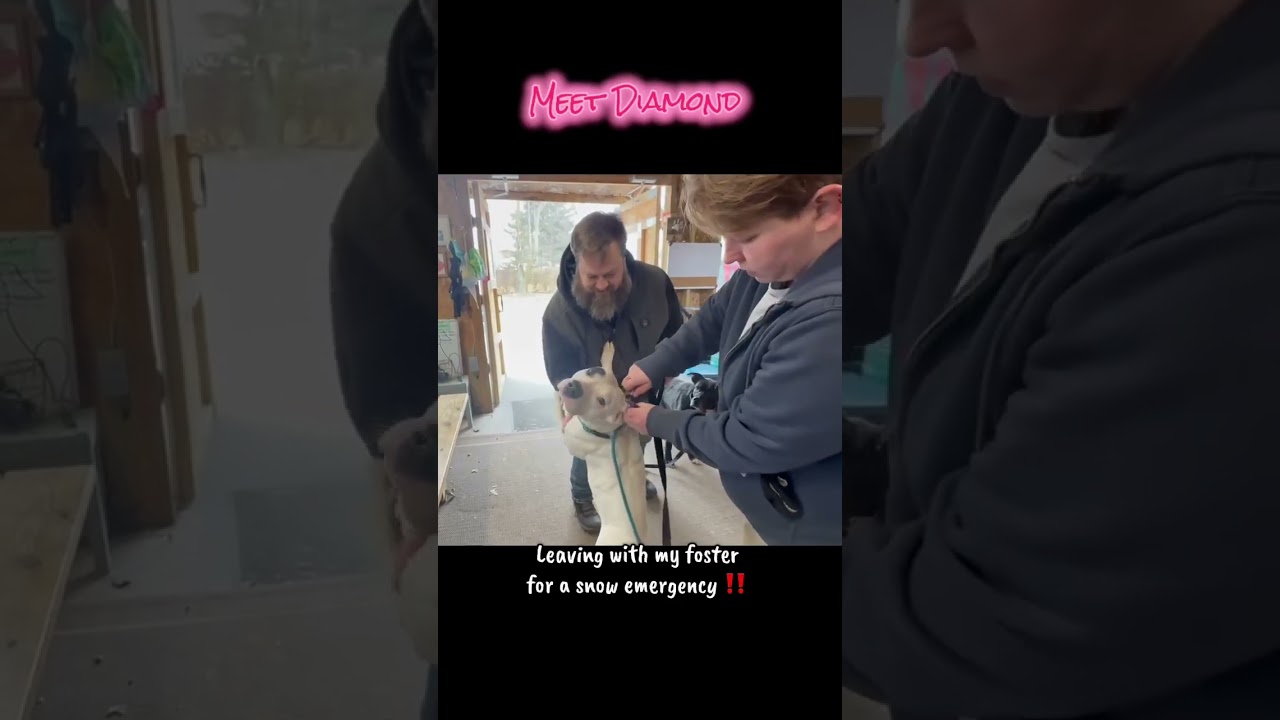 Enlarge Diamond, a Adoptable Mixed Breed in Plain City, OH video 6/6