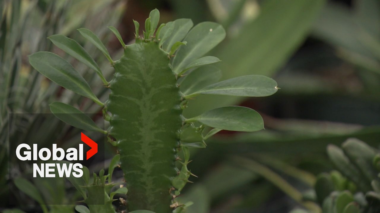 Video: UBC study finds extreme heat boosts plant water loss via cuticle breakdown