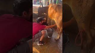 Cow kicks me when I milk her #shorts @priyamupreti