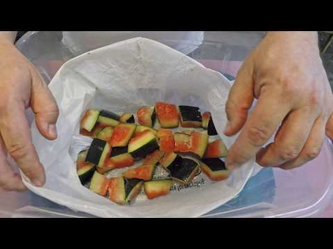 Feeding crowded 66- & 97-day old worm bins - vermicomposting