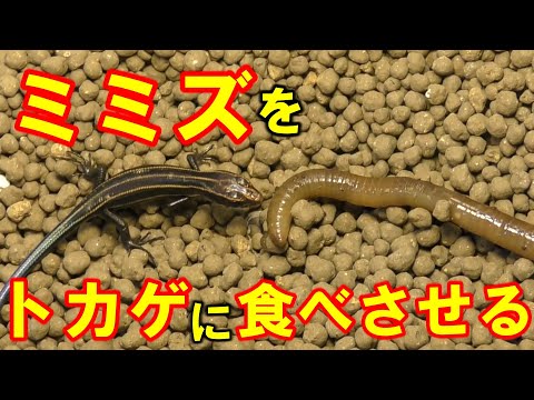 ミミズは何を食べますか?