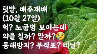 배추, 노균병 보이는데 약을 칠까? 말까? 