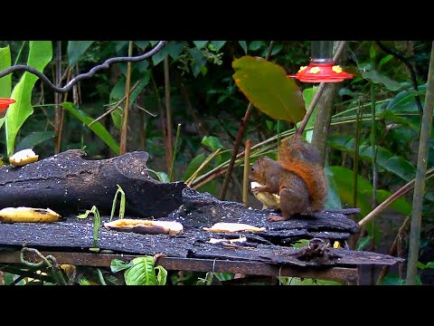 Red-tailed Squirrel And Gray-cowled Wood-Rail Take Turns On The Panama Fruit Feeder – July 12, 2020