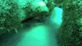 preview picture of video 'Diving Fuerteventura Corralejo 1/2'