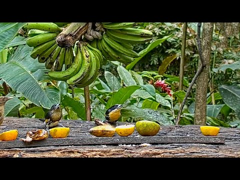 Subadult And Adult Male Spot-crowned Barbets Share The Panama Fruit Feeder – Jan. 15, 2021