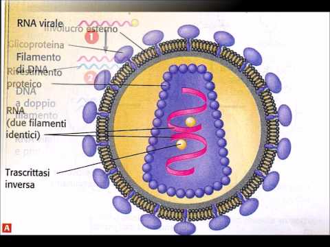 I decarice come ci sono vermi Chilocaloria su uova un verme a donne incinte