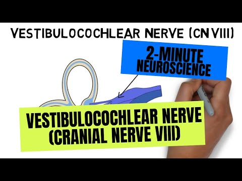 2-Minuten-Neurowissenschaft: Nervus vestibulocochlearis (VIII. Hirnnerv)