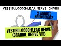 2 Minute Neuroscience Vestibulocochlear Nerve Cranial Nerve VIII