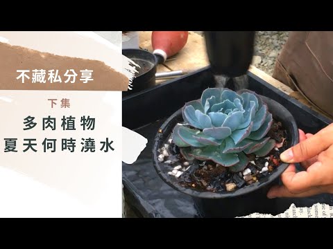 多肉夏天澆水時間