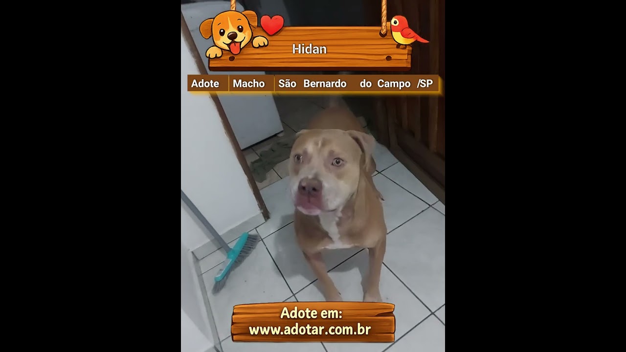 Cachorro raça Pit-Bull idade 4 anos nome Hidan