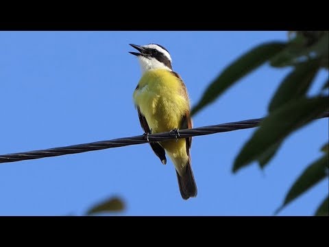 Postriežkar bentevi (Pitangus sulphuratus) — biotop a pohyb