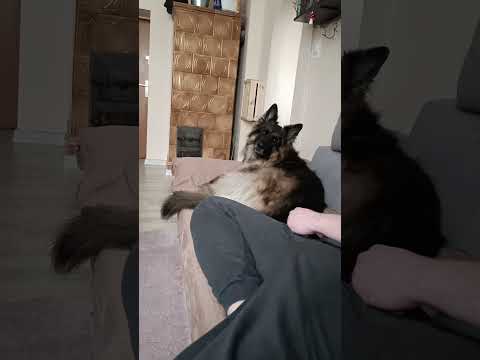 Birma, to idziemy na spacerek ? 🤔#germanshepherd #spacer