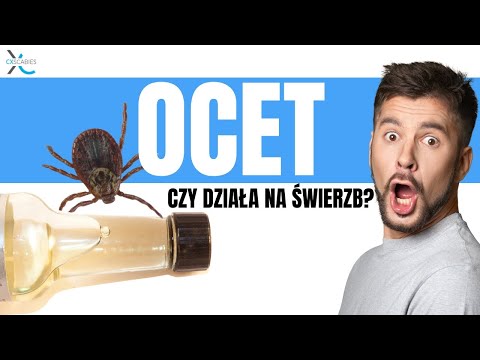 Ocet działa na świerzb — Poznaj prawdę leczenie objawy domowe sposoby przy chorobach pasożytniczych