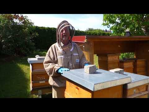 Bienen und der Tulpenbaum beim Altbürgermeister