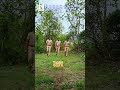 Royal Entry Khaki Forestguard वनरक्षक Inspirational Trending Dream Forest Youtube Shor
